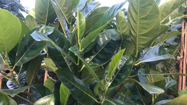 Thực hư loại lá có thể chống say rượu như lời đồn? - Ảnh 1.