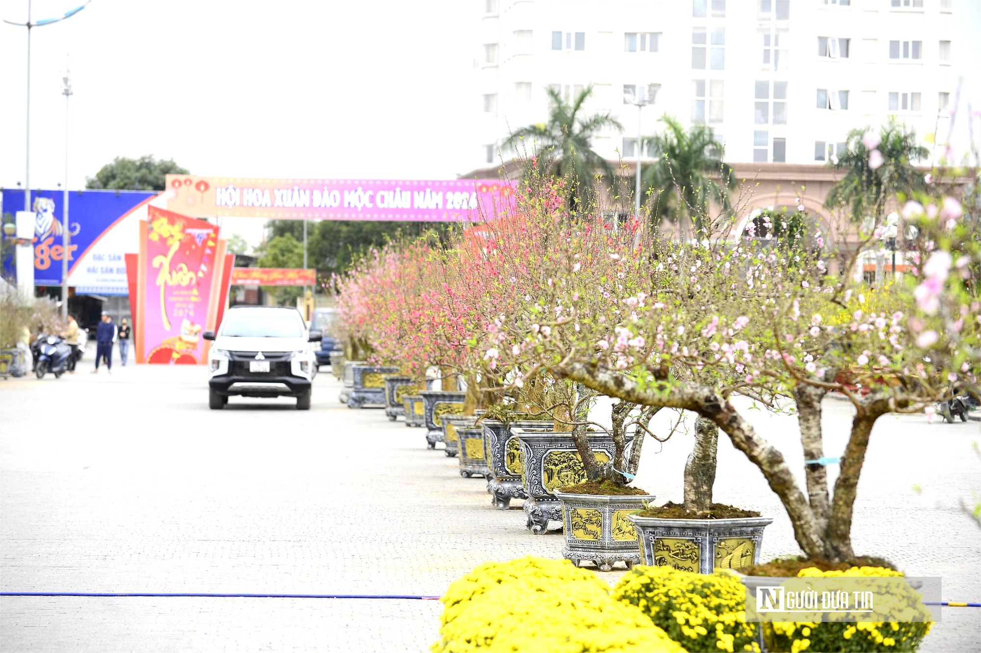 Chợ hoa đ&agrave;o rực rỡ sắc m&agrave;u, c&oacute; c&acirc;y gi&aacute; thu&ecirc; l&ecirc;n tới 100 triệu đồng- Ảnh 2.