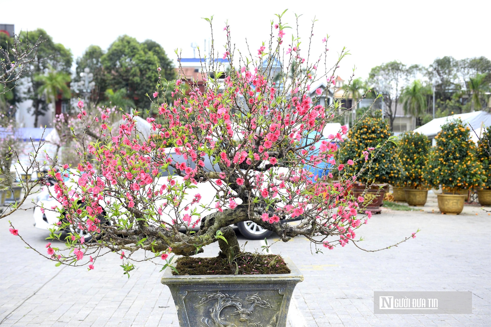 Chợ hoa đ&agrave;o rực rỡ sắc m&agrave;u, c&oacute; c&acirc;y gi&aacute; thu&ecirc; l&ecirc;n tới 100 triệu đồng- Ảnh 4.