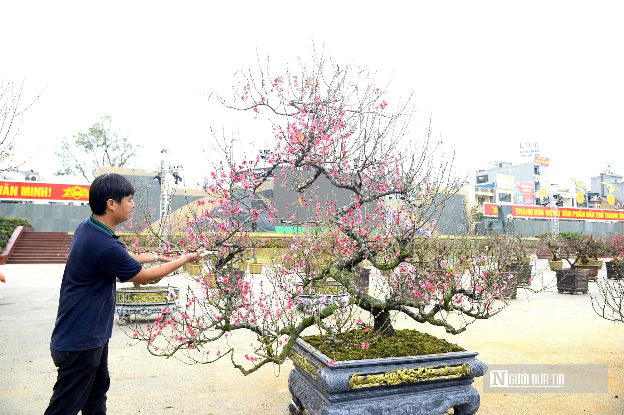 Chợ hoa đ&agrave;o rực rỡ sắc m&agrave;u, c&oacute; c&acirc;y gi&aacute; thu&ecirc; l&ecirc;n tới 100 triệu đồng- Ảnh 5.