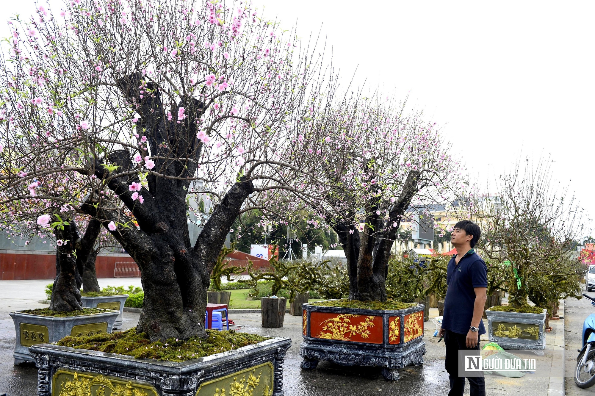 Chợ hoa đ&agrave;o rực rỡ sắc m&agrave;u, c&oacute; c&acirc;y gi&aacute; thu&ecirc; l&ecirc;n tới 100 triệu đồng- Ảnh 7.