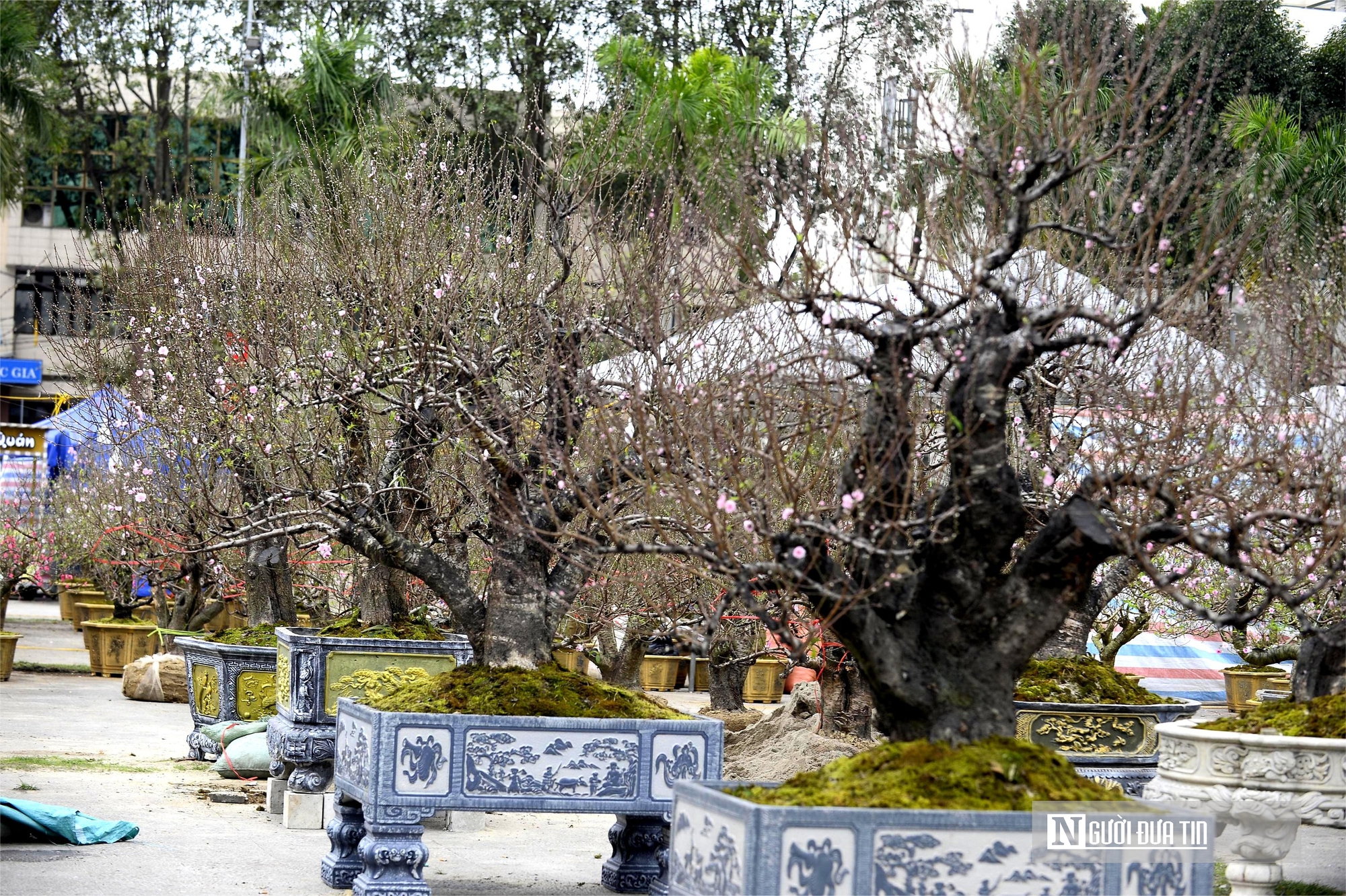 Chợ hoa đ&agrave;o rực rỡ sắc m&agrave;u, c&oacute; c&acirc;y gi&aacute; thu&ecirc; l&ecirc;n tới 100 triệu đồng- Ảnh 8.