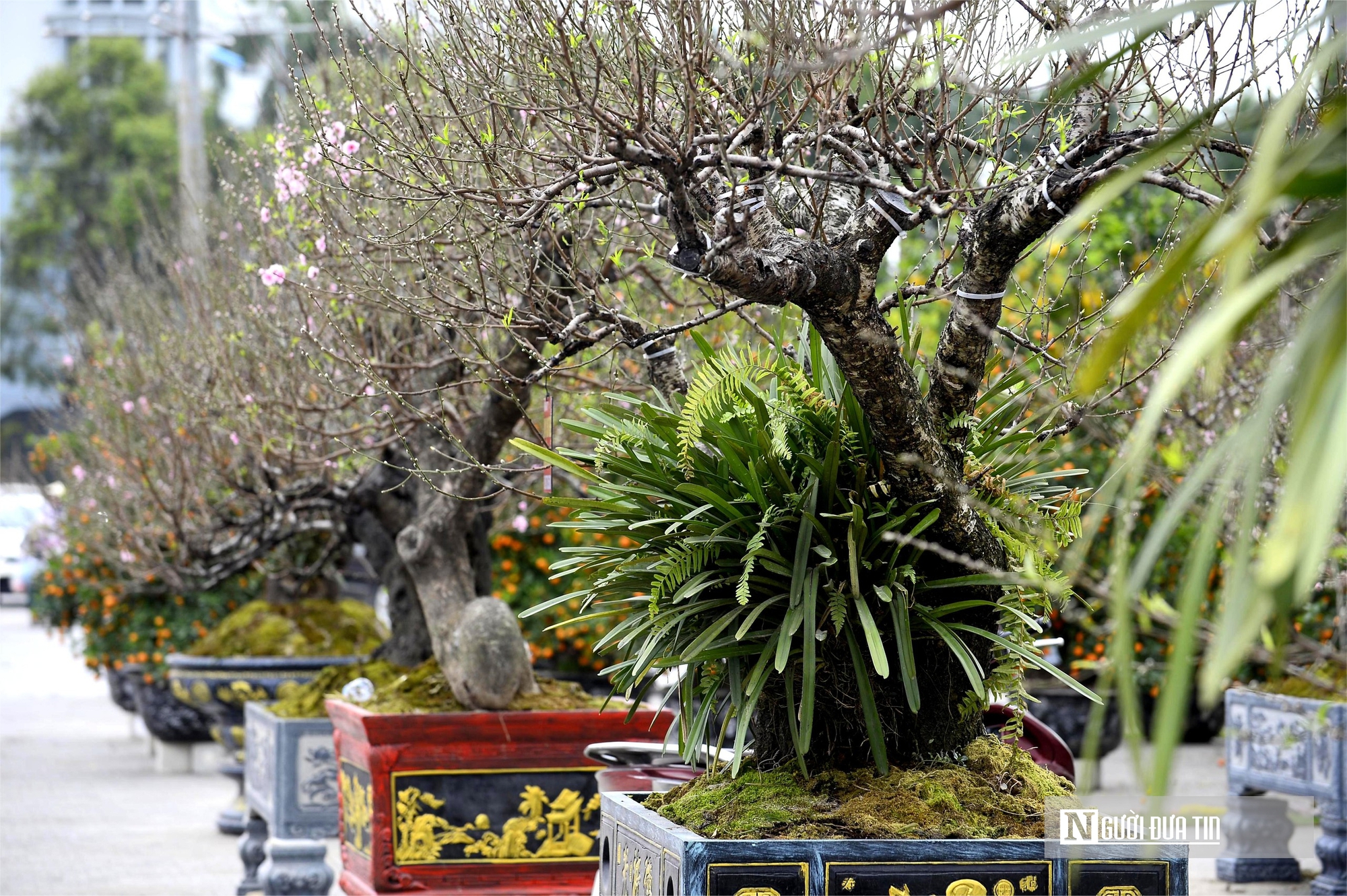 Chợ hoa đ&agrave;o rực rỡ sắc m&agrave;u, c&oacute; c&acirc;y gi&aacute; thu&ecirc; l&ecirc;n tới 100 triệu đồng- Ảnh 9.