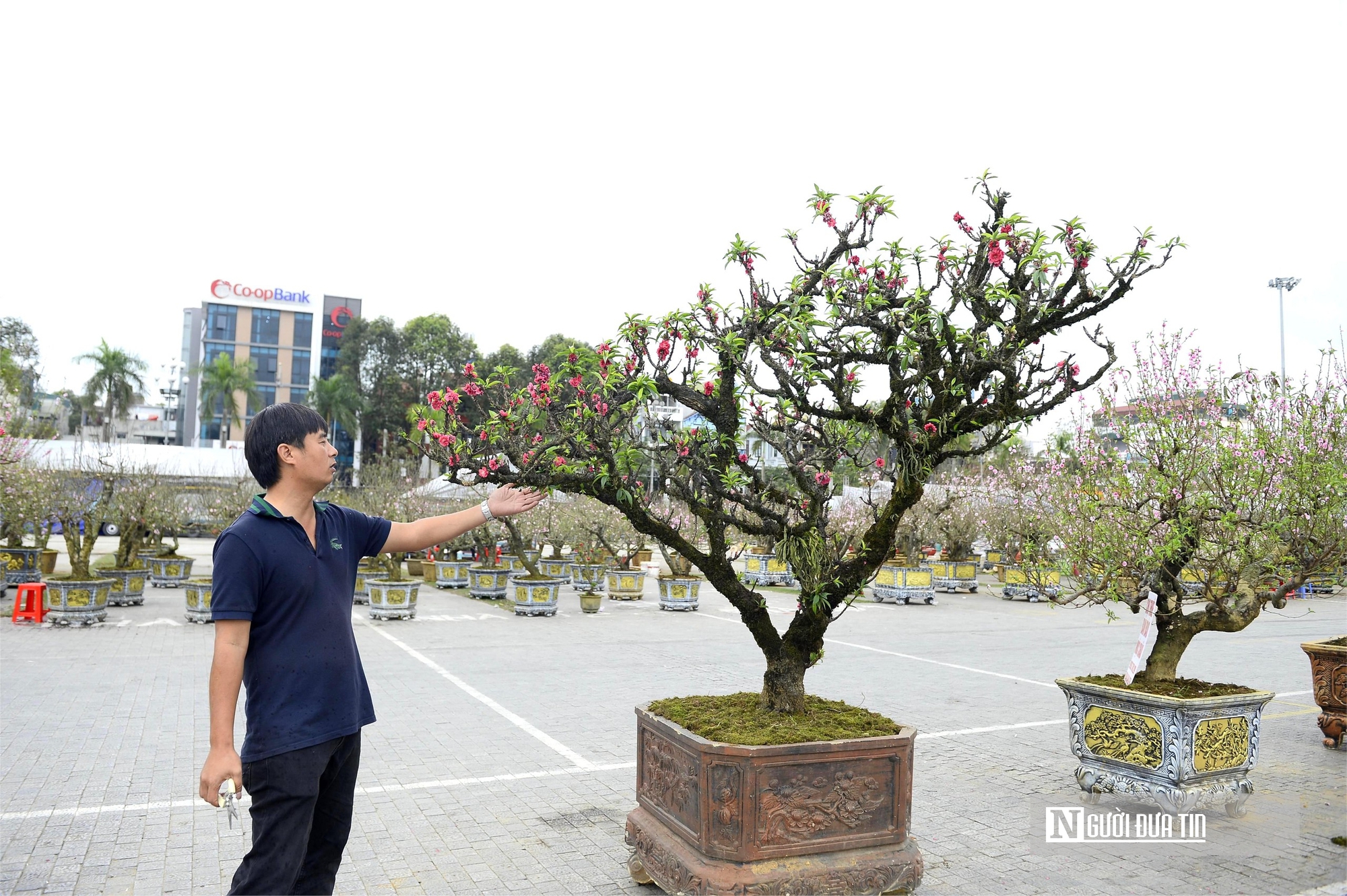 Chợ hoa đ&agrave;o rực rỡ sắc m&agrave;u, c&oacute; c&acirc;y gi&aacute; thu&ecirc; l&ecirc;n tới 100 triệu đồng- Ảnh 10.