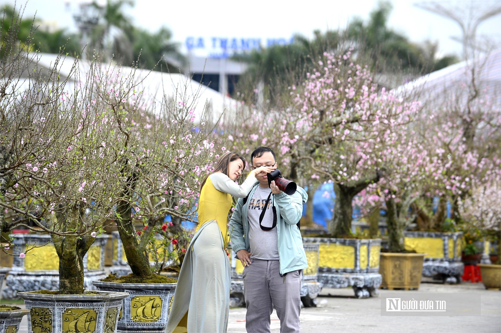 Chợ hoa đ&agrave;o rực rỡ sắc m&agrave;u, c&oacute; c&acirc;y gi&aacute; thu&ecirc; l&ecirc;n tới 100 triệu đồng- Ảnh 13.