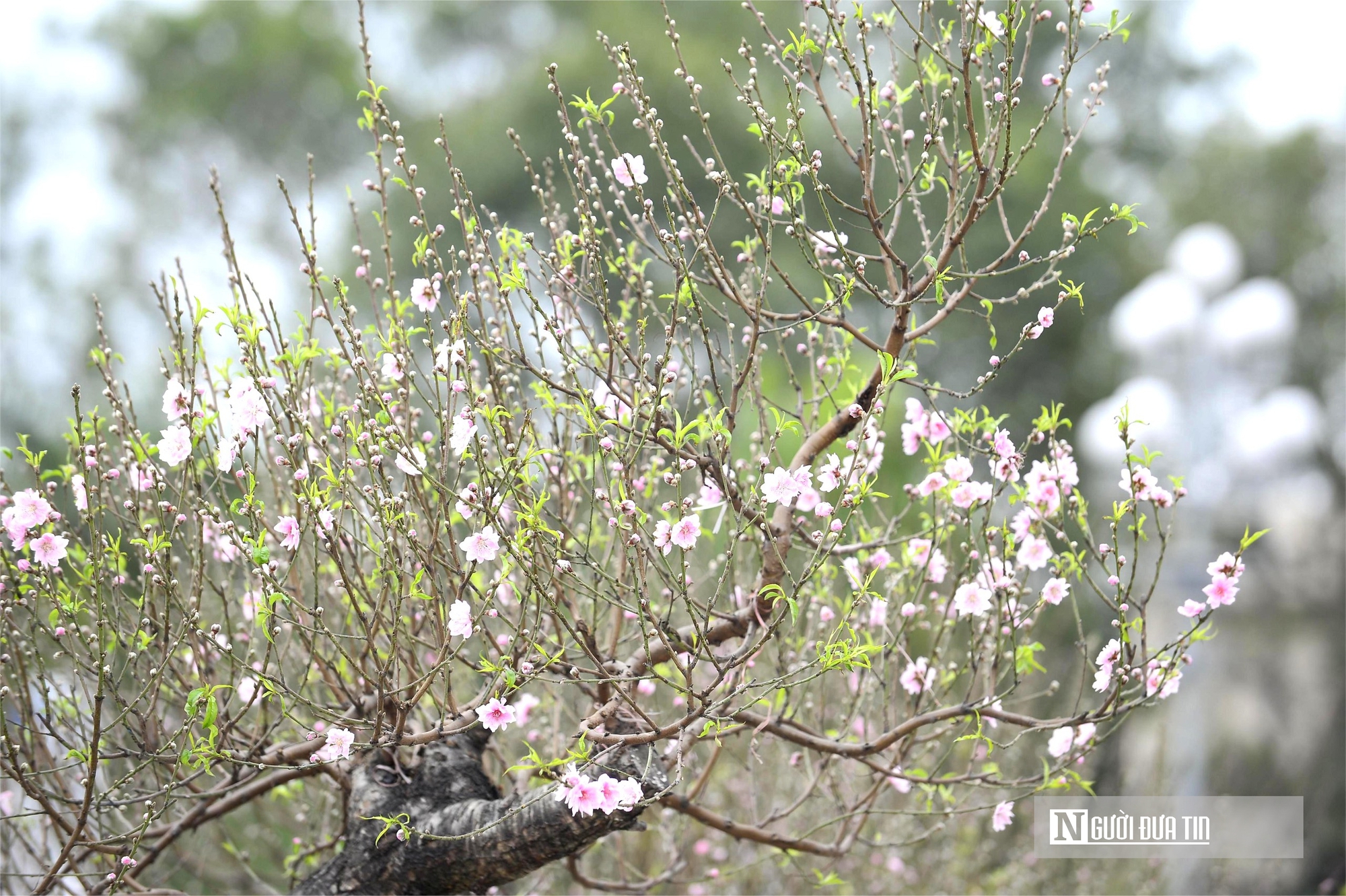 Chợ hoa đ&agrave;o rực rỡ sắc m&agrave;u, c&oacute; c&acirc;y gi&aacute; thu&ecirc; l&ecirc;n tới 100 triệu đồng- Ảnh 14.
