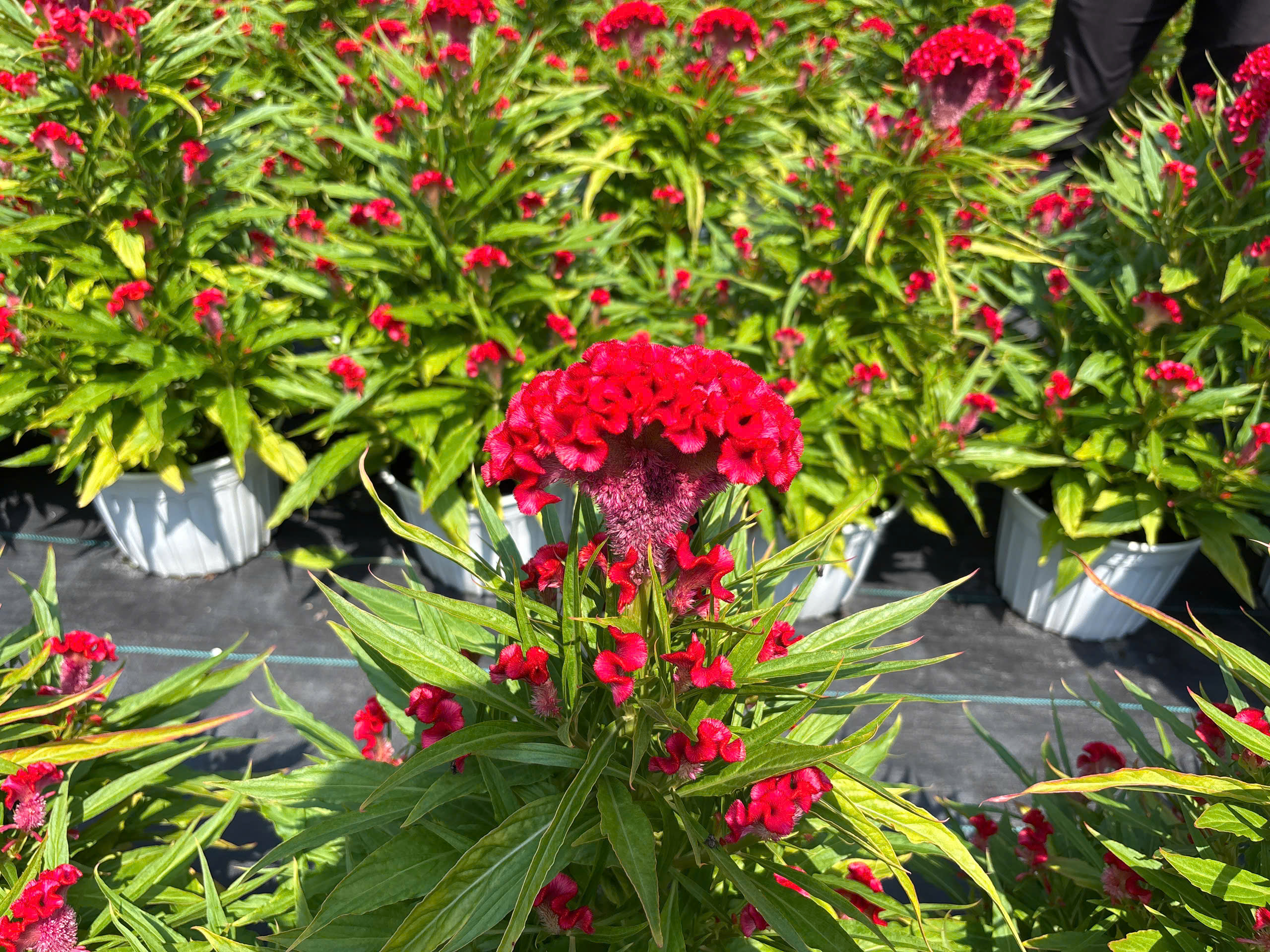 Nh&agrave; vườn Tp.HCM tất bật "chăm hoa, đ&oacute;n xu&acirc;n"- Ảnh 18.