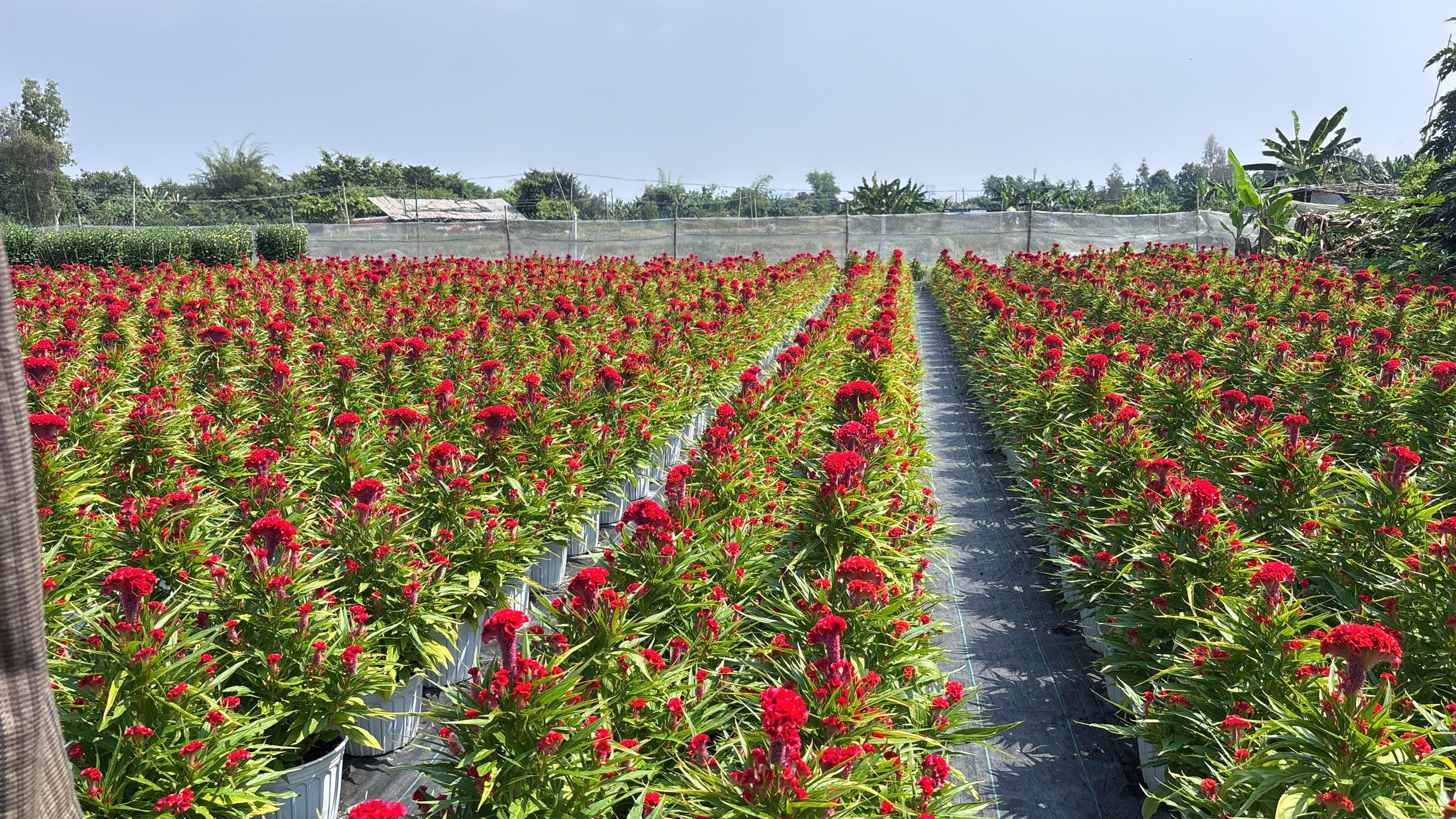 Nh&agrave; vườn Tp.HCM tất bật "chăm hoa, đ&oacute;n xu&acirc;n"- Ảnh 16.