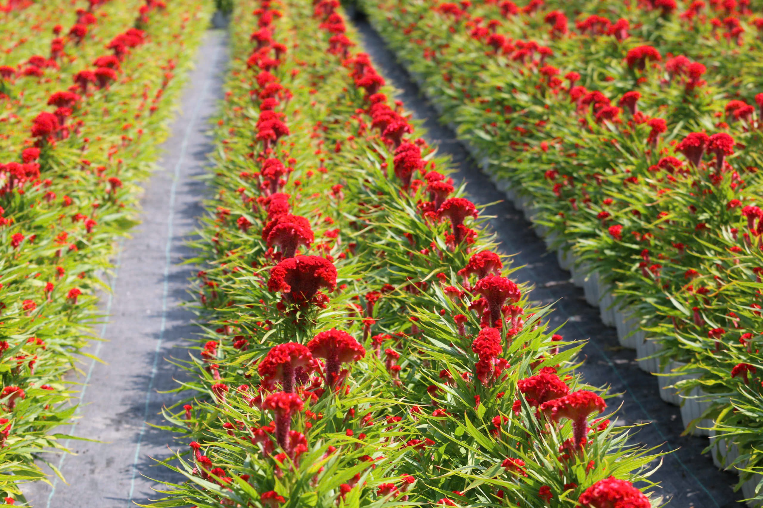 Nh&agrave; vườn Tp.HCM tất bật "chăm hoa, đ&oacute;n xu&acirc;n"- Ảnh 17.