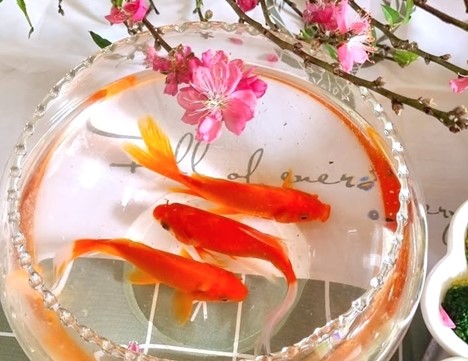 Cá chép - lễ vật không thể thiếu khi tiễn ông Công ông Táo lên trời - Ảnh 2.