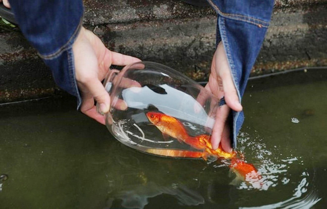 Cá chép - lễ vật không thể thiếu khi tiễn ông Công ông Táo lên trời - Ảnh 4.