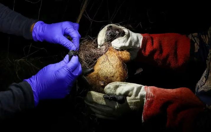 WHO Xác Nhận Ca Tử Vong Do Virus Nipah Tại Bangladesh, Nhiều Nước Châu Á Tăng Cường Kiểm Soát
