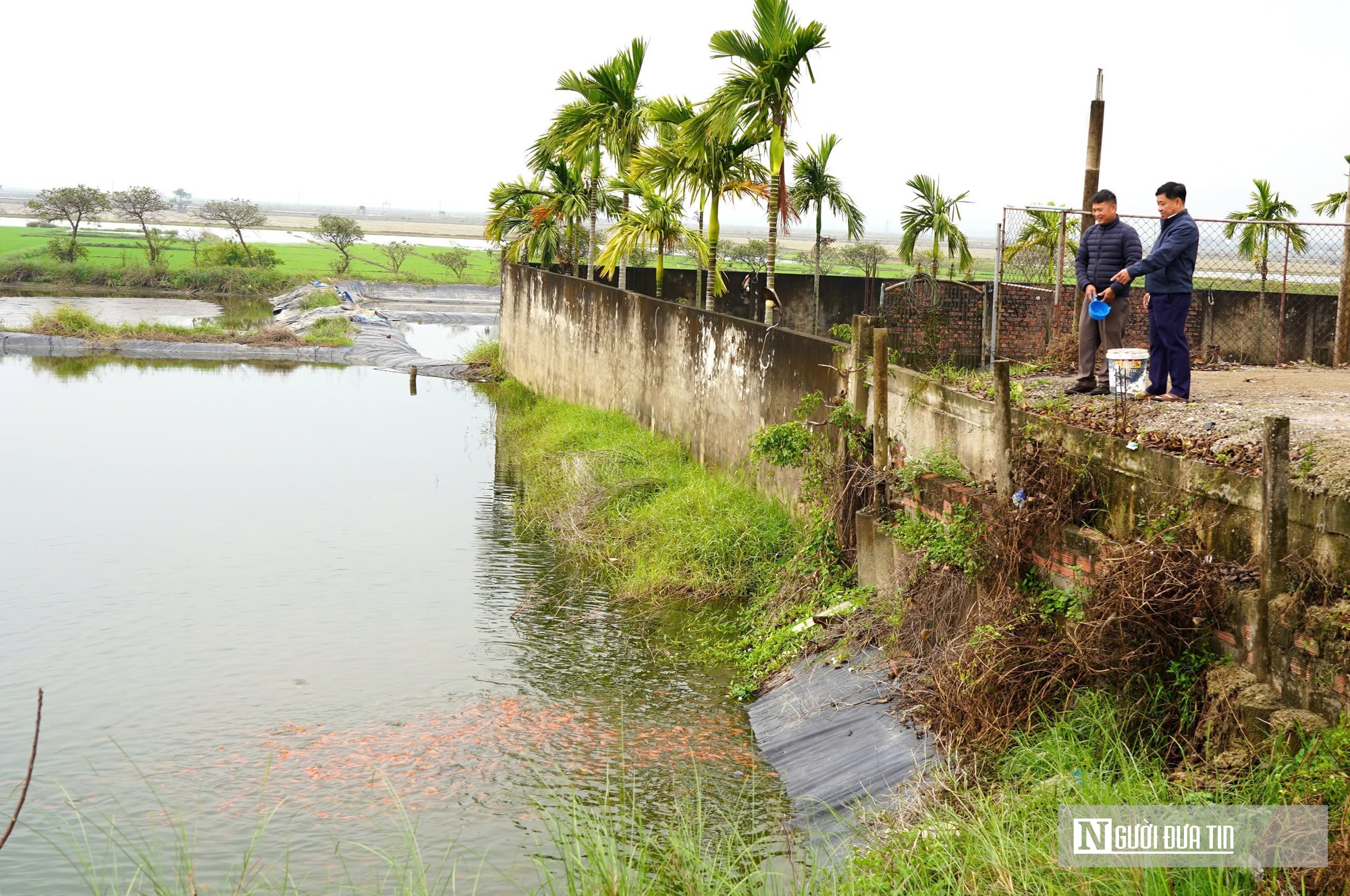 Làng cá chép đỏ tất bật trước ngày Ông Công Ông Táo về trời - Ảnh 1.