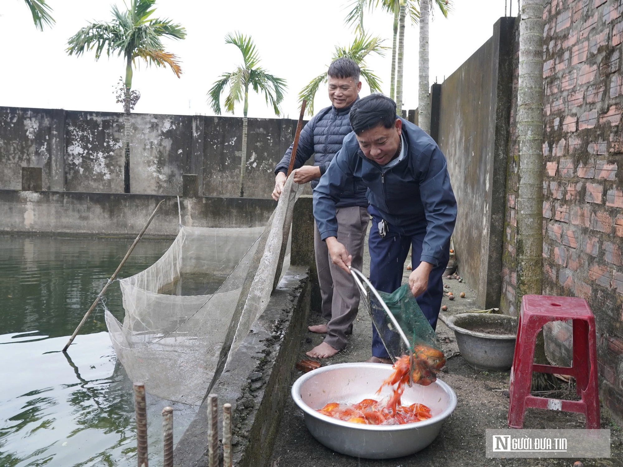 Làng cá chép đỏ tất bật trước ngày Ông Công Ông Táo về trời - Ảnh 2.