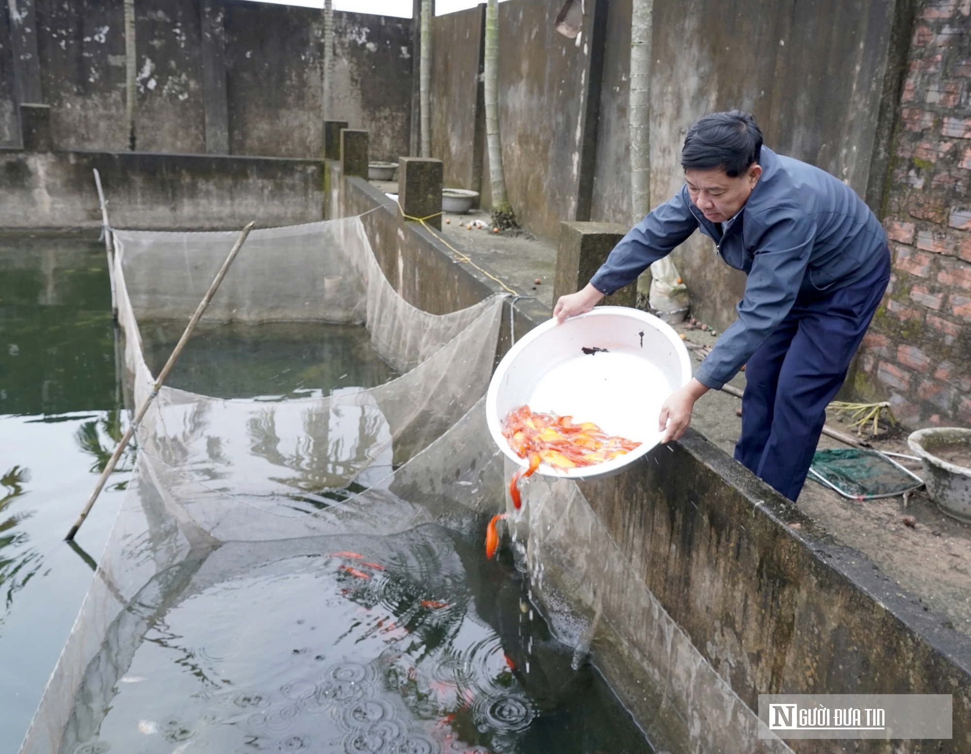 Làng cá chép đỏ tất bật trước ngày Ông Công Ông Táo về trời - Ảnh 8.