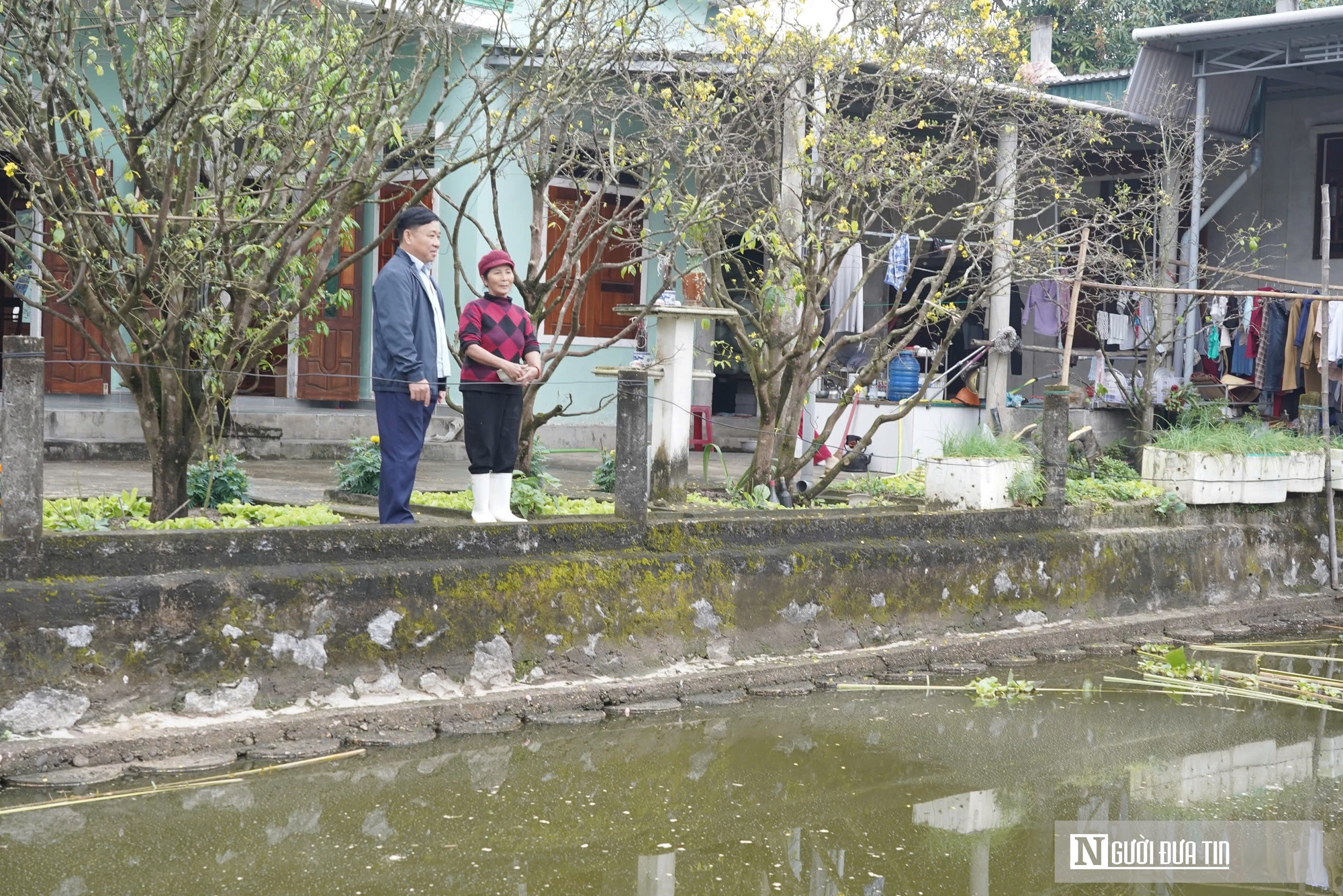 Làng cá chép đỏ tất bật trước ngày Ông Công Ông Táo về trời - Ảnh 5.