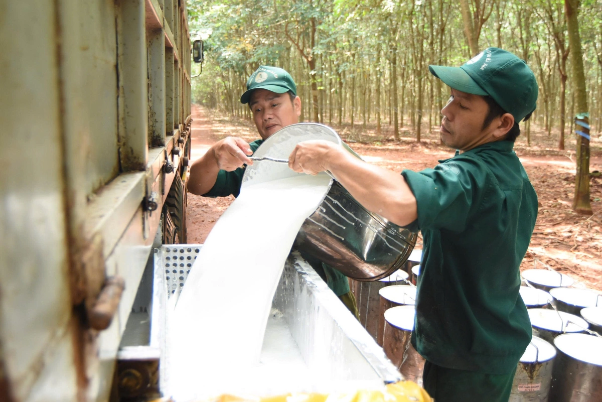 Sau quý IV/2025 "hụt hơi", Cao su Phước Hòa đặt mục tiêu lãi gần 1.000 tỷ đồng năm 2026- Ảnh 1.