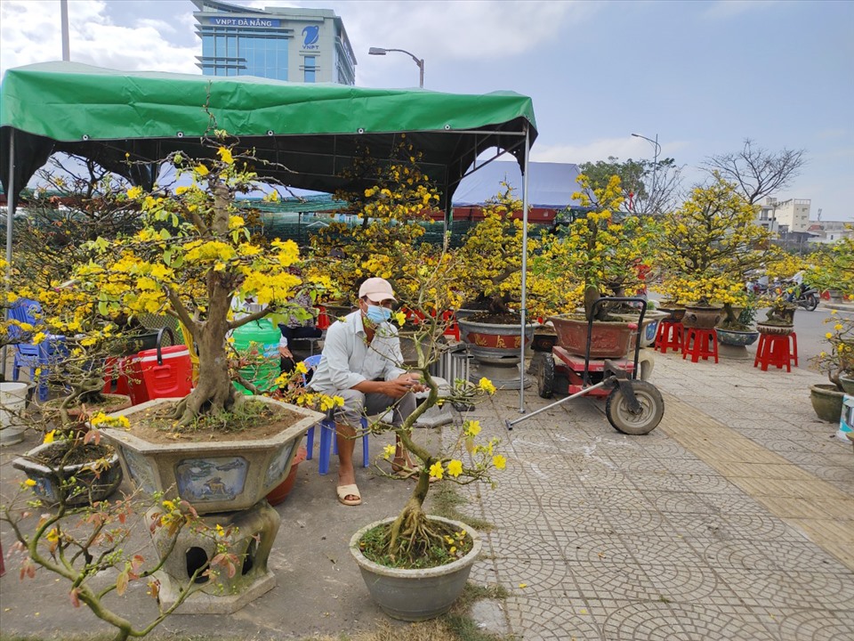 Đào, quất ế ẩm, tiểu thương đỏ mắt chờ "thượng đế"- Ảnh 1.