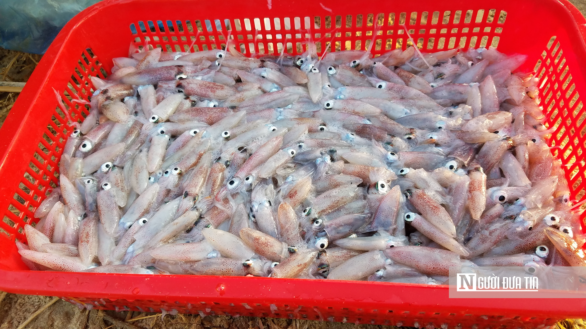 Trong đ&egrave;n c&acirc;u mực xuy&ecirc;n đ&ecirc;m, ngư d&acirc;n Đắk Lắk thu tiền triệu đồng- Ảnh 8.