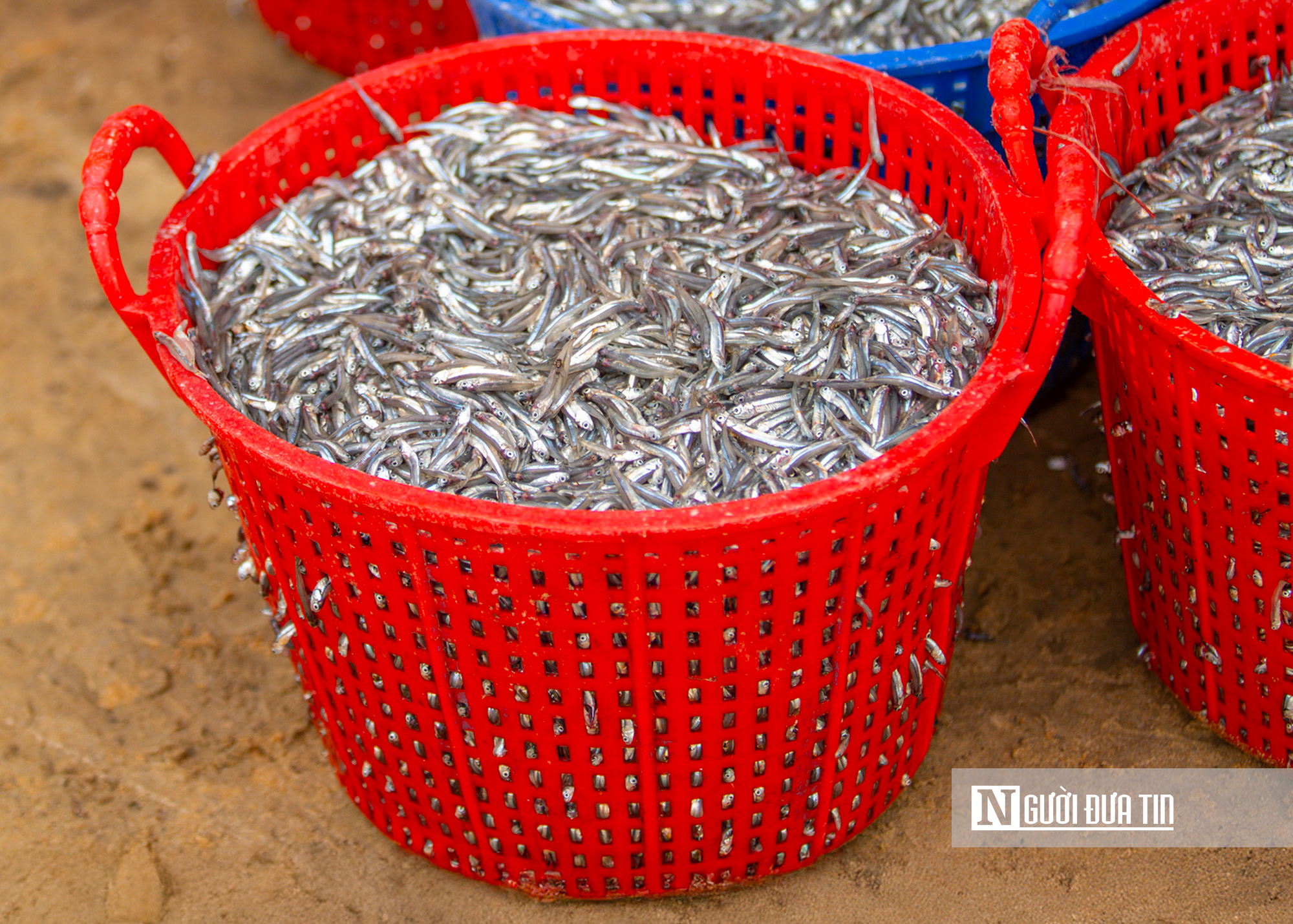 Trong đ&egrave;n c&acirc;u mực xuy&ecirc;n đ&ecirc;m, ngư d&acirc;n Đắk Lắk thu tiền triệu đồng- Ảnh 13.