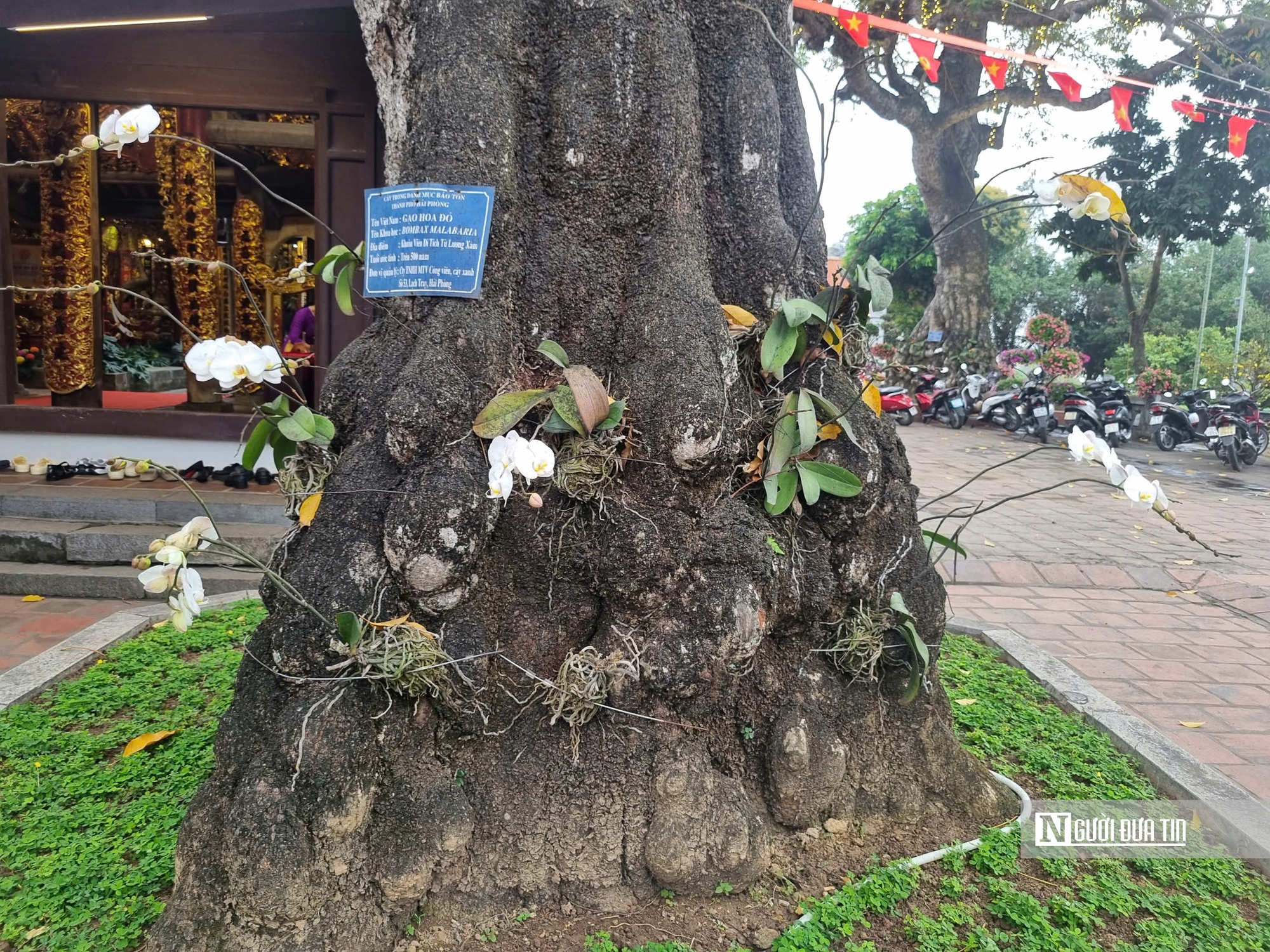 Hải Ph&ograve;ng mở hội Từ Lương X&acirc;m- Ảnh 6.