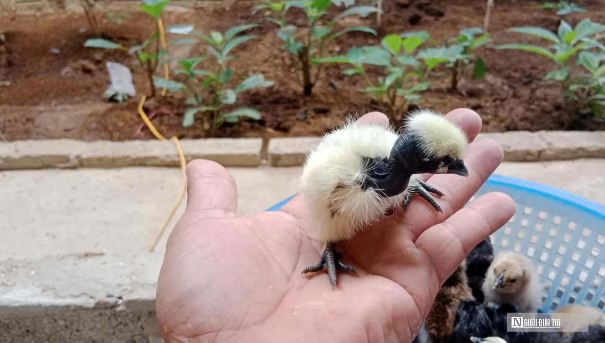 Anh nông dân xứ Nghệ nuôi loài gà có tên đáng sợ, bỏ túi hàng trăm triệu đồng/năm - Ảnh 7.