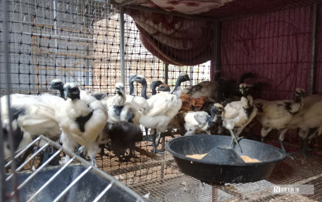 Anh nông dân xứ Nghệ nuôi loài gà có tên đáng sợ, bỏ túi hàng trăm triệu đồng/năm - Ảnh 5.