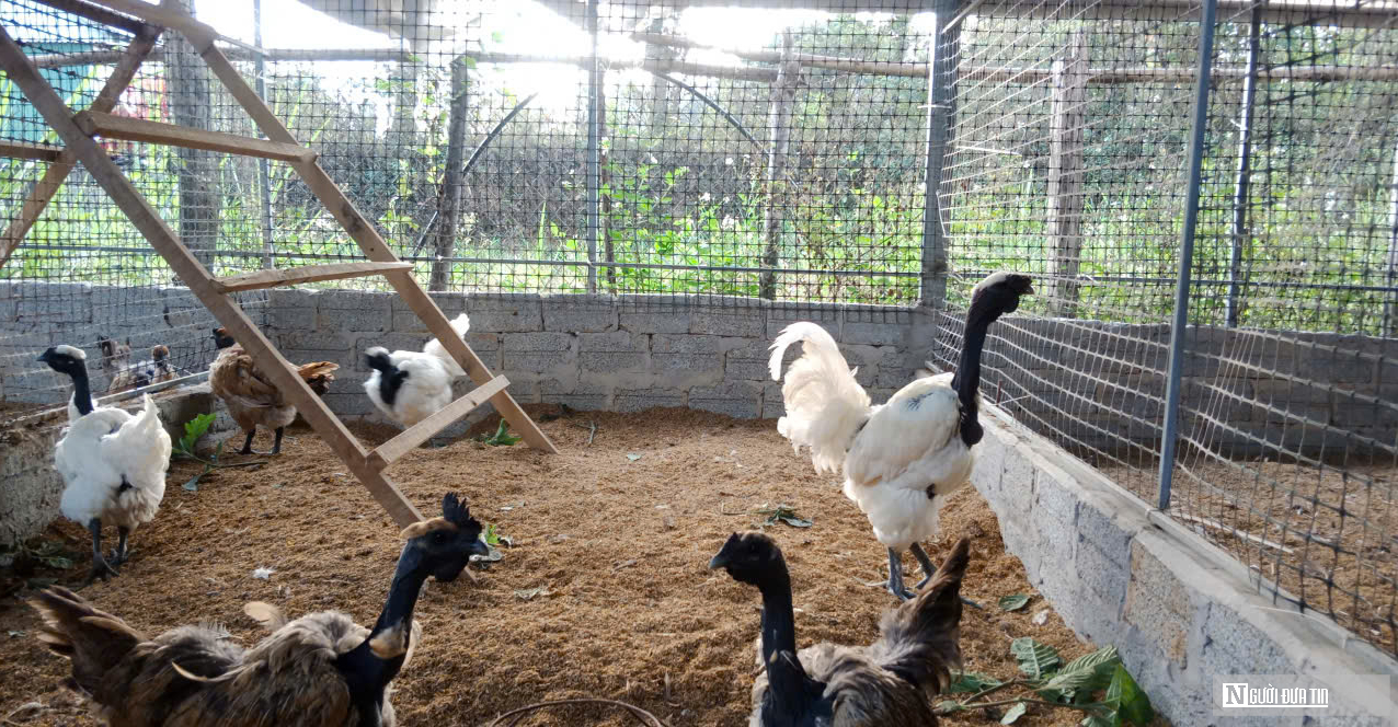 Anh nông dân xứ Nghệ nuôi loài gà có tên đáng sợ, bỏ túi hàng trăm triệu đồng/năm - Ảnh 3.