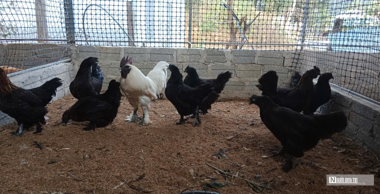 Anh nông dân xứ Nghệ nuôi loài gà có tên đáng sợ, bỏ túi hàng trăm triệu đồng/năm - Ảnh 1.
