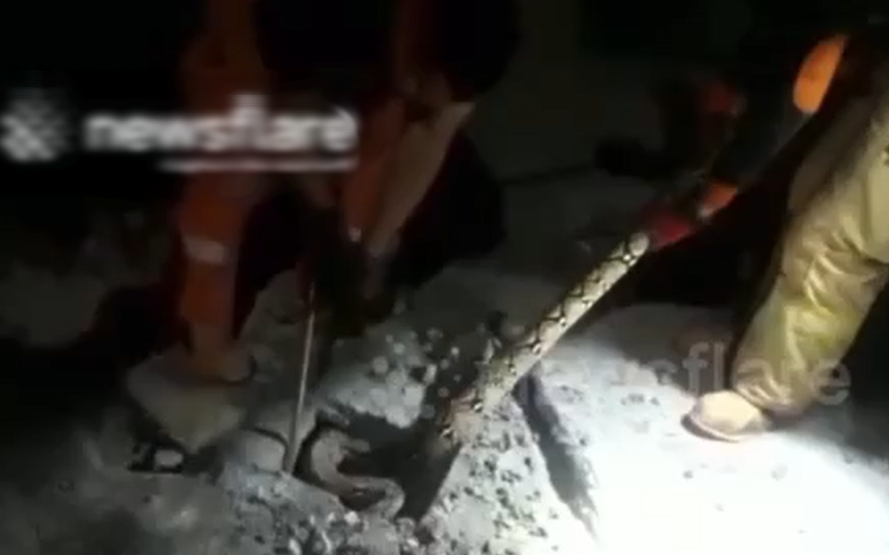 Trăn khủng bất ngờ bò lên từ nền nhà bê tông ở Jakarta, Indonesia