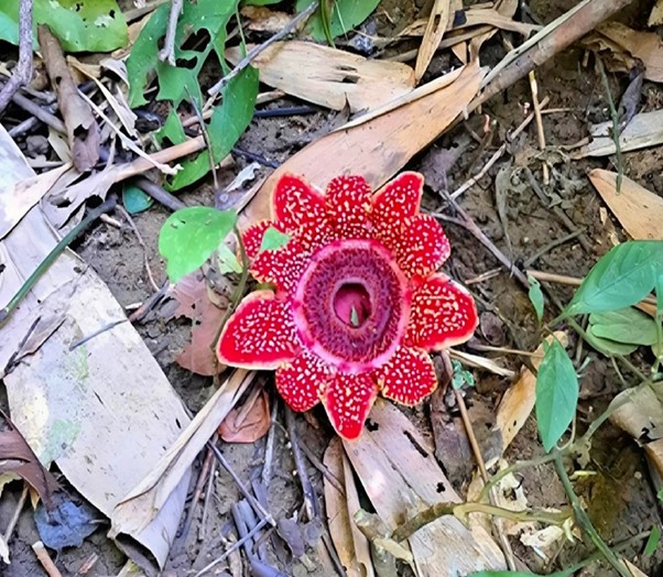 Vườn Quốc gia Phong Nha - Kẻ B&agrave;ng: Ph&aacute;t hiện lo&agrave;i hoa qu&yacute; hiếm Địa nh&atilde;n Himalaya - Ảnh 1.