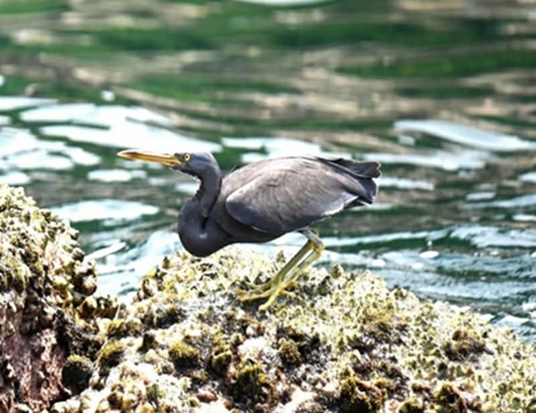 4 lo&agrave;i chim lạ chưa từng được c&ocirc;ng bố được ph&aacute;t hiện ở Phong Nha - Kẻ B&agrave;ng - Ảnh 1.
