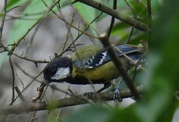 4 lo&agrave;i chim lạ chưa từng được c&ocirc;ng bố được ph&aacute;t hiện ở Phong Nha - Kẻ B&agrave;ng - Ảnh 3.