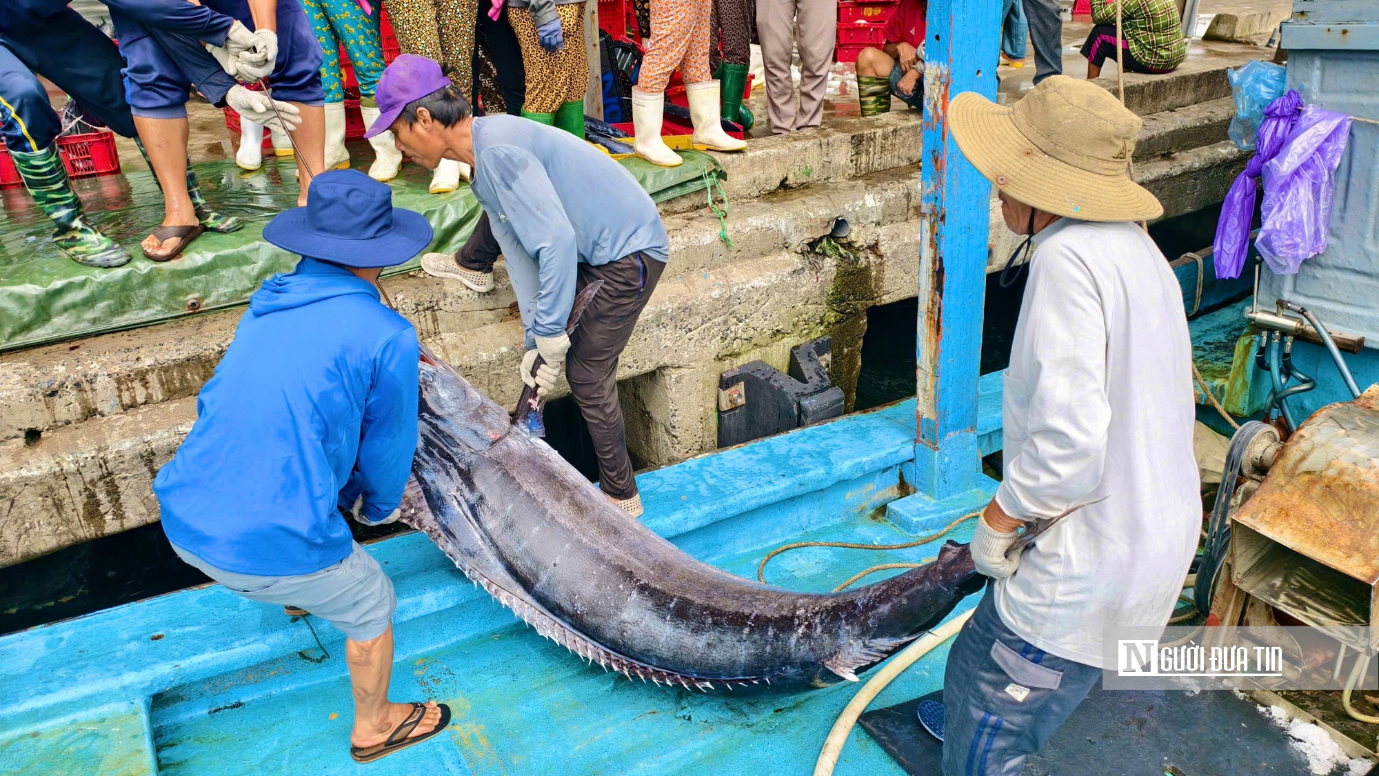 Giá dầu leo thang, cá mất giá, nhiều tàu cá Quảng Ngãi cân nhắc chuyến ra khơi- Ảnh 8.