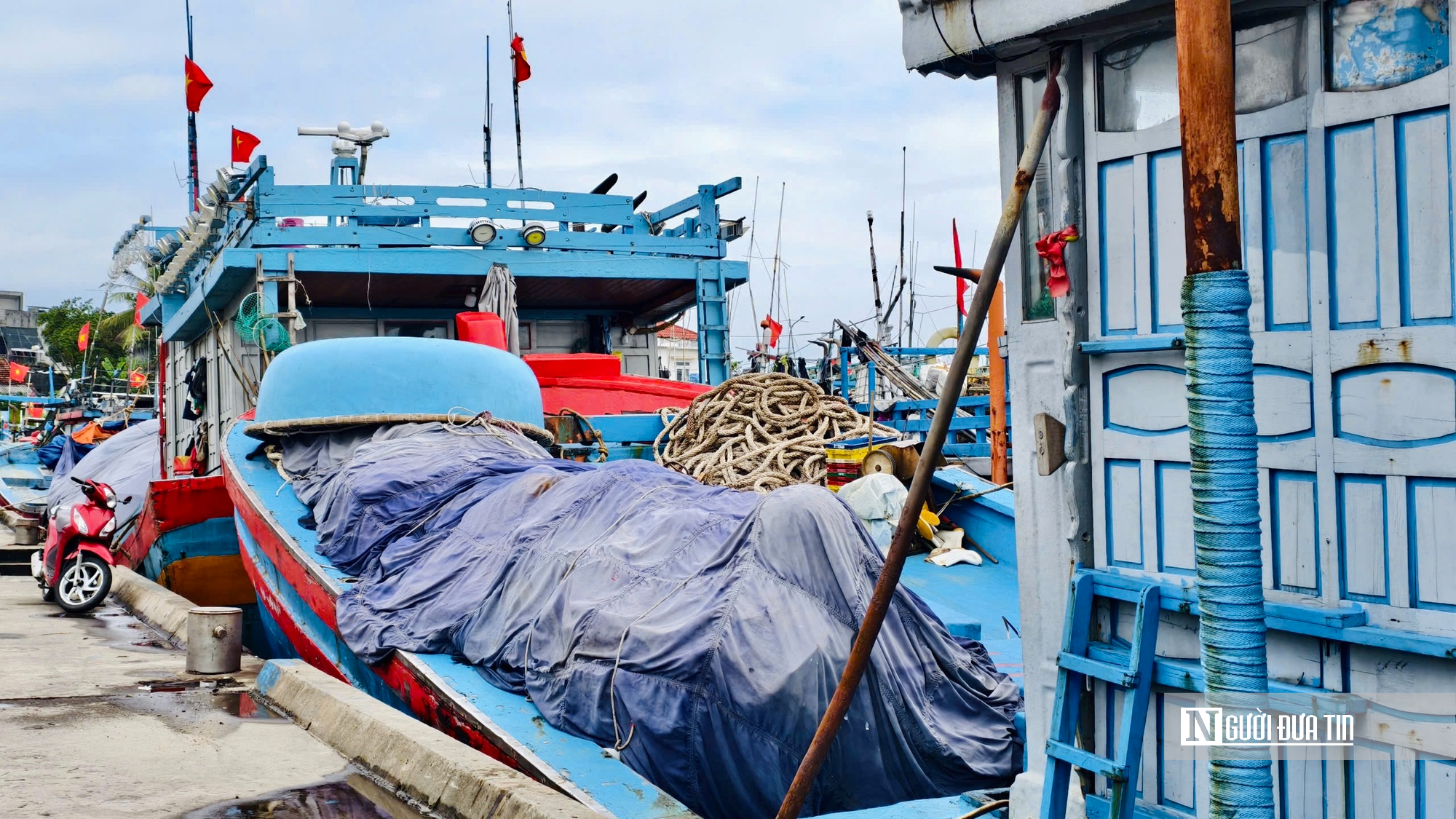 Giá dầu leo thang, cá mất giá, nhiều tàu cá Quảng Ngãi cân nhắc chuyến ra khơi- Ảnh 3.