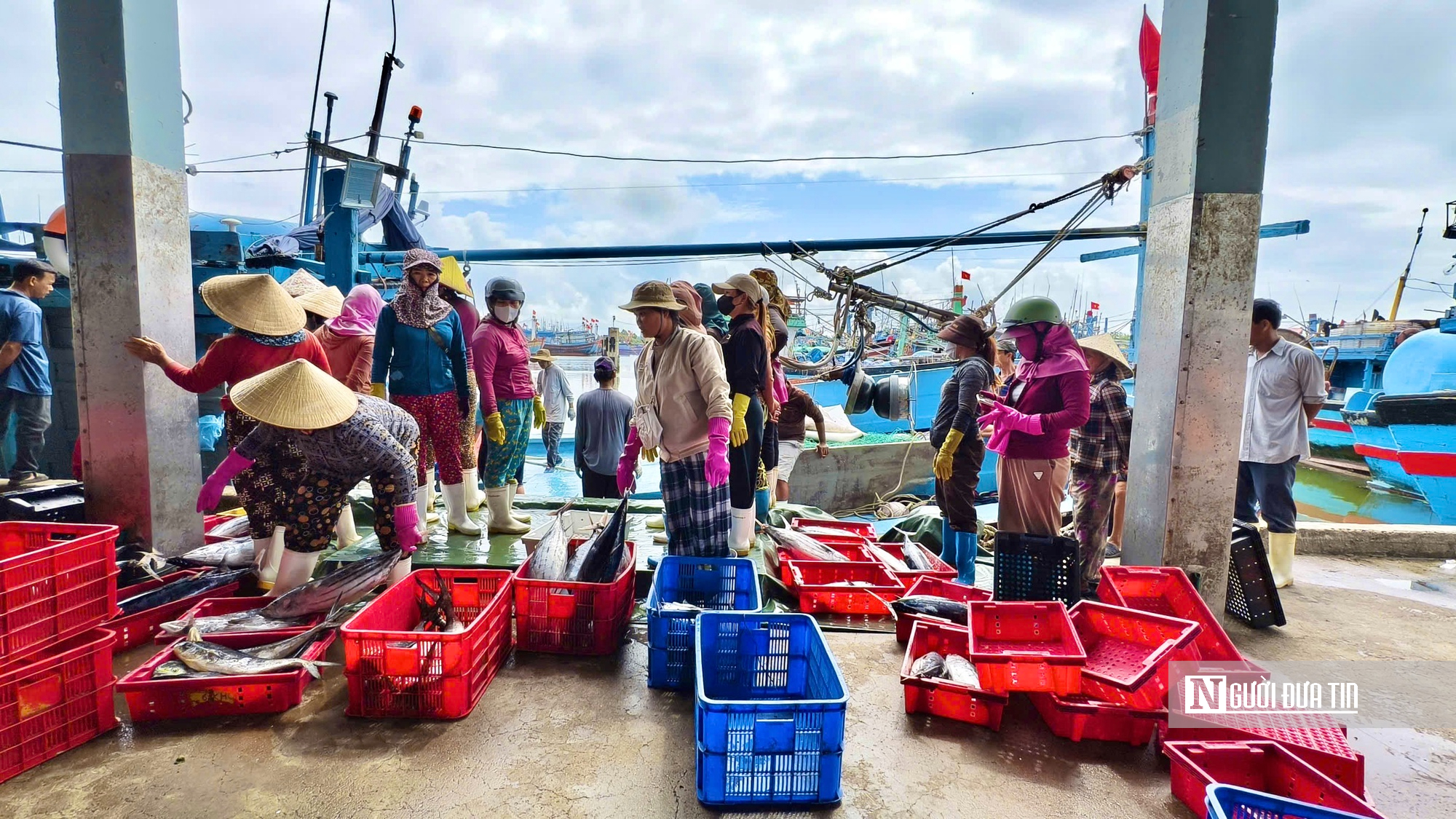 Giá dầu leo thang, cá mất giá, nhiều tàu cá Quảng Ngãi cân nhắc chuyến ra khơi- Ảnh 5.