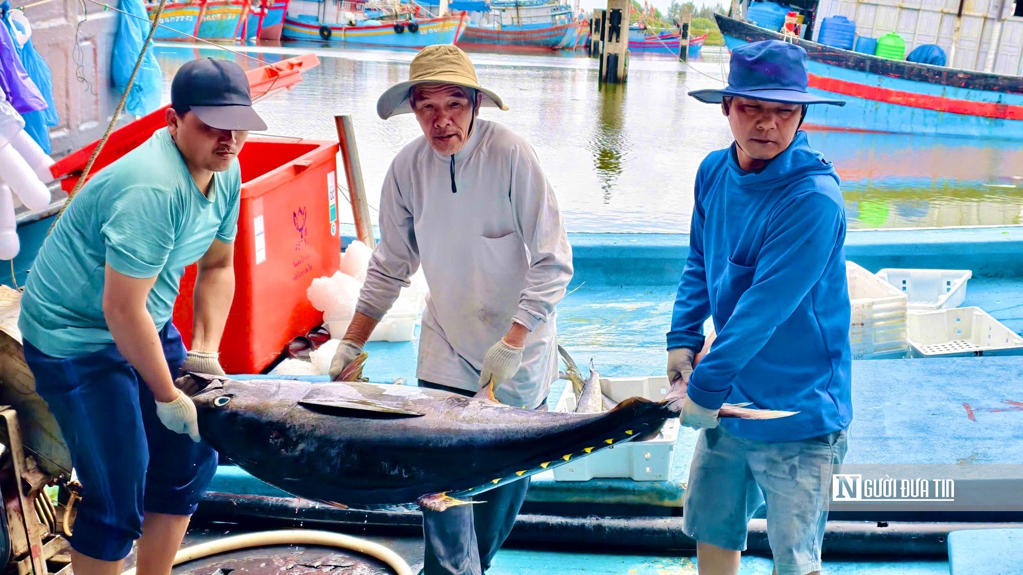 Giá dầu leo thang, cá mất giá, nhiều tàu cá Quảng Ngãi cân nhắc chuyến ra khơi- Ảnh 6.