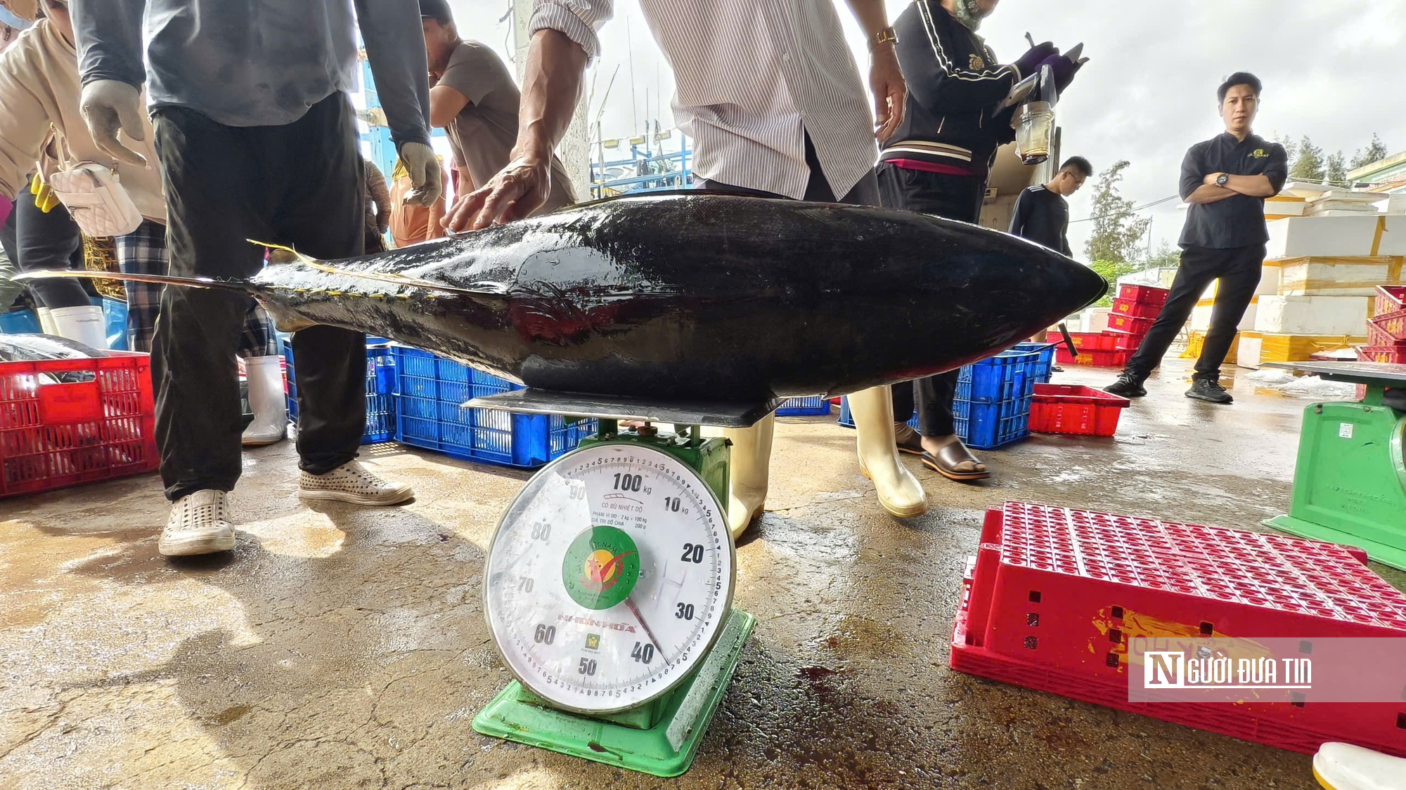 Giá dầu leo thang, cá mất giá, nhiều tàu cá Quảng Ngãi cân nhắc chuyến ra khơi- Ảnh 7.