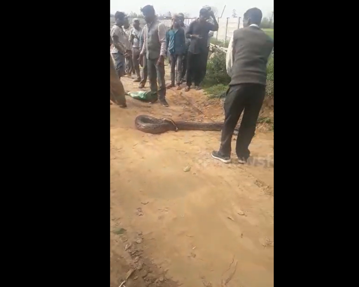 Đang đi dạo, người dân phát hiện cảnh tượng