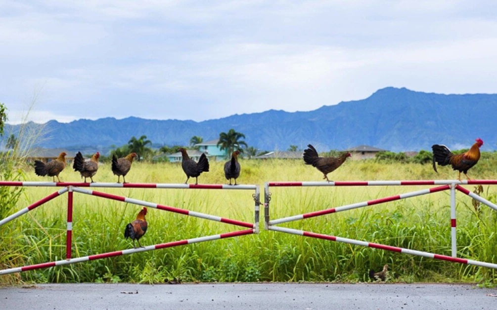 Cô dâu hồn nhiên hái hoa "cực độc" khách mời và cái kết - Ảnh 3.