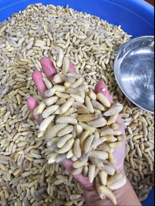 Con đặc sản “nhìn đã thấy sợ” ở Tây Bắc xưa không ai ngó, nay thành món ăn được dân nhậu mê tít săn lùng- Ảnh 3. Con đặc sản “nhìn đã thấy sợ” ở Tây Bắc xưa không ai ngó, nay thành món ăn được dân nhậu mê tít săn lùng- Ảnh 3.