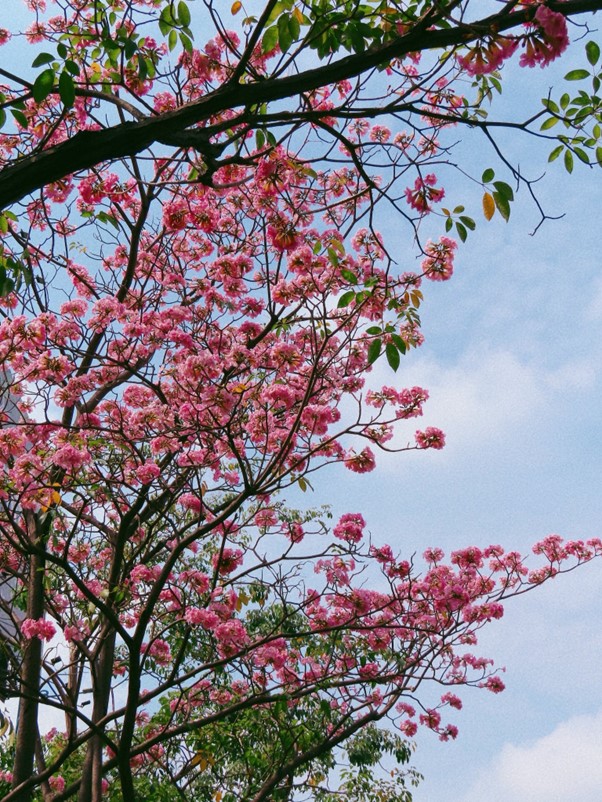 Kèn hồng khoe sắc, rực rỡ tháng 3 - Ảnh 5.