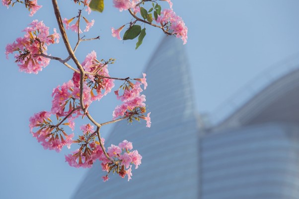 Kèn hồng khoe sắc, rực rỡ tháng 3 - Ảnh 6.