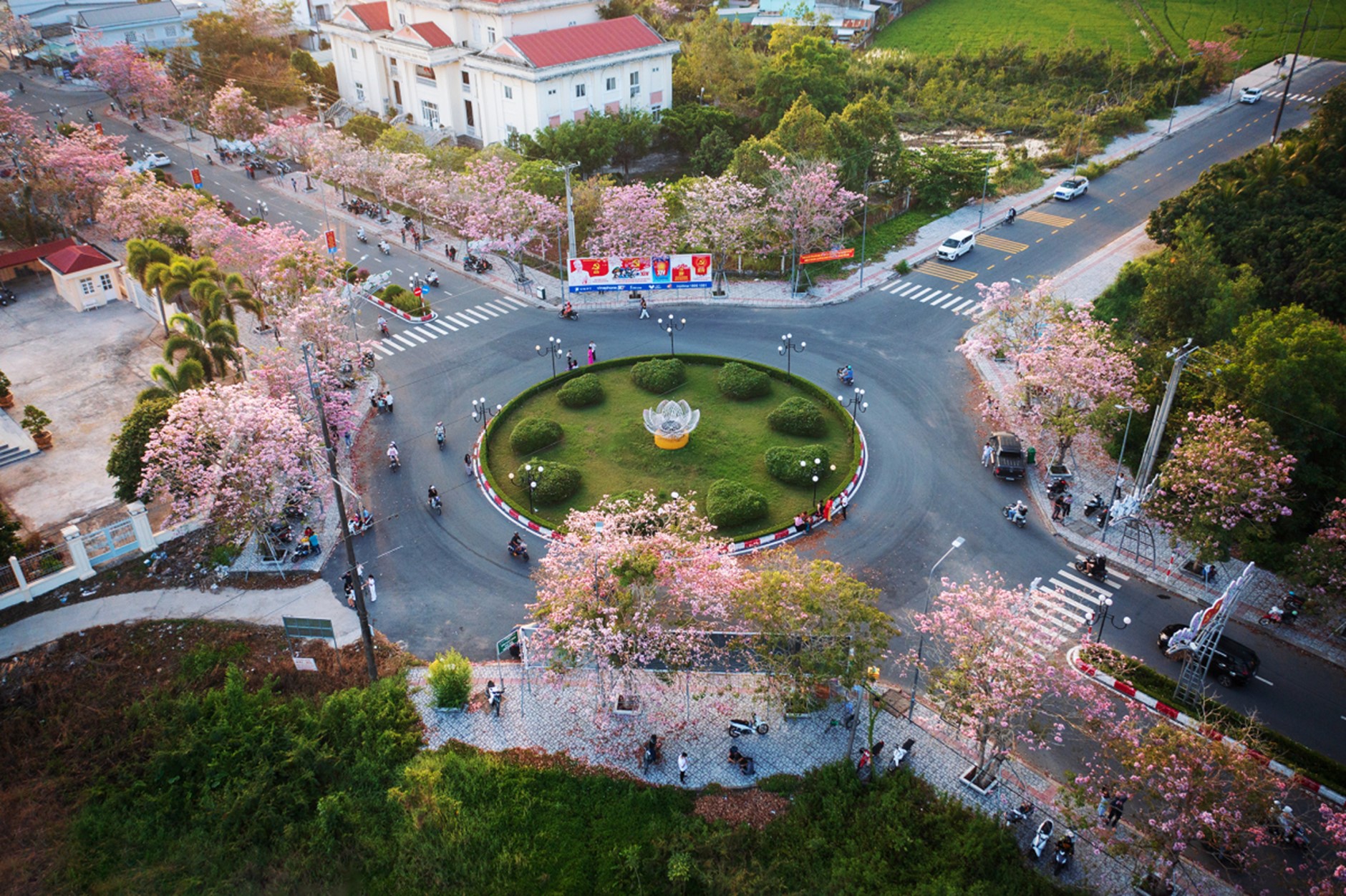 Kèn hồng khoe sắc, rực rỡ tháng 3 - Ảnh 1.