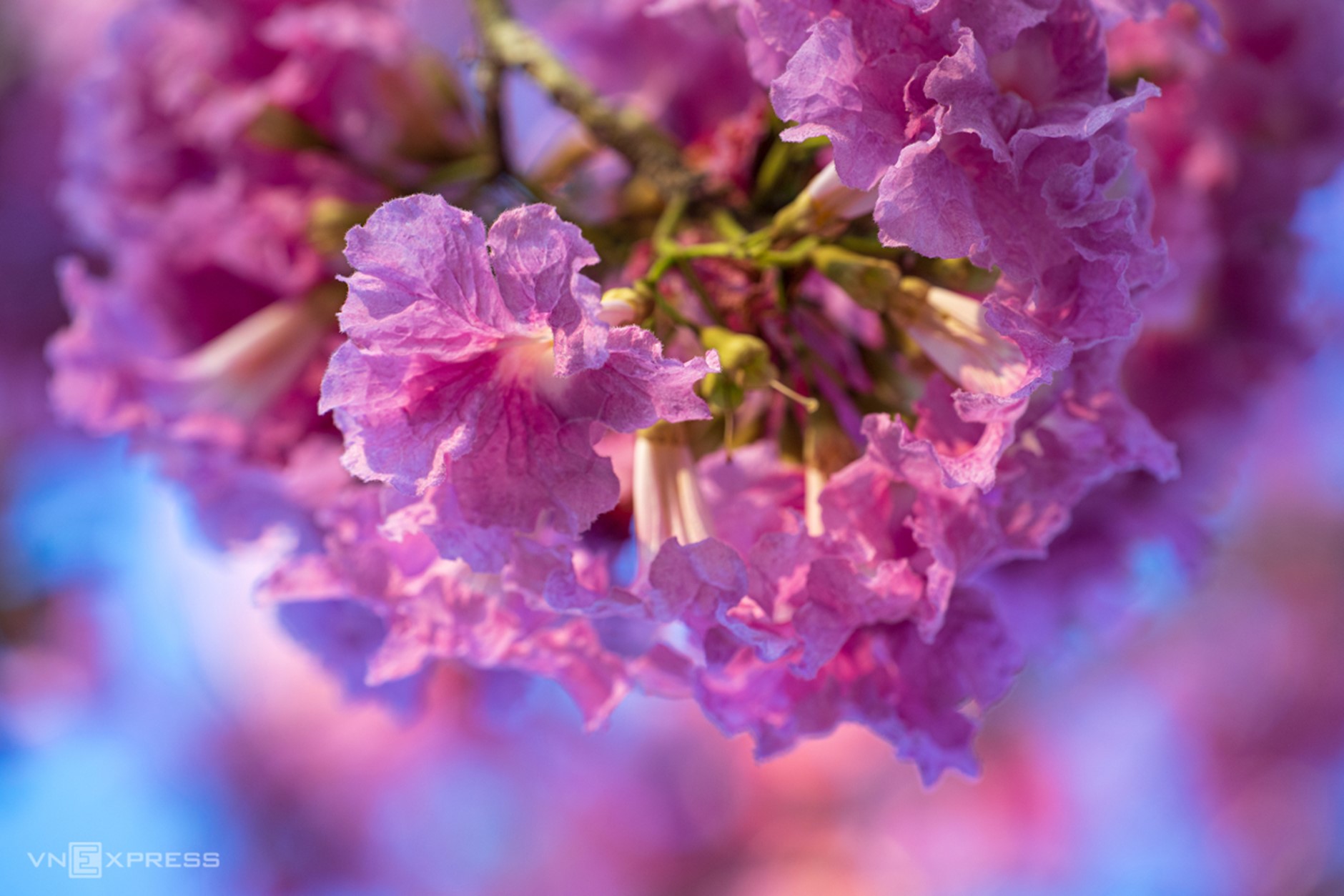 Kèn hồng khoe sắc, rực rỡ tháng 3 - Ảnh 4.