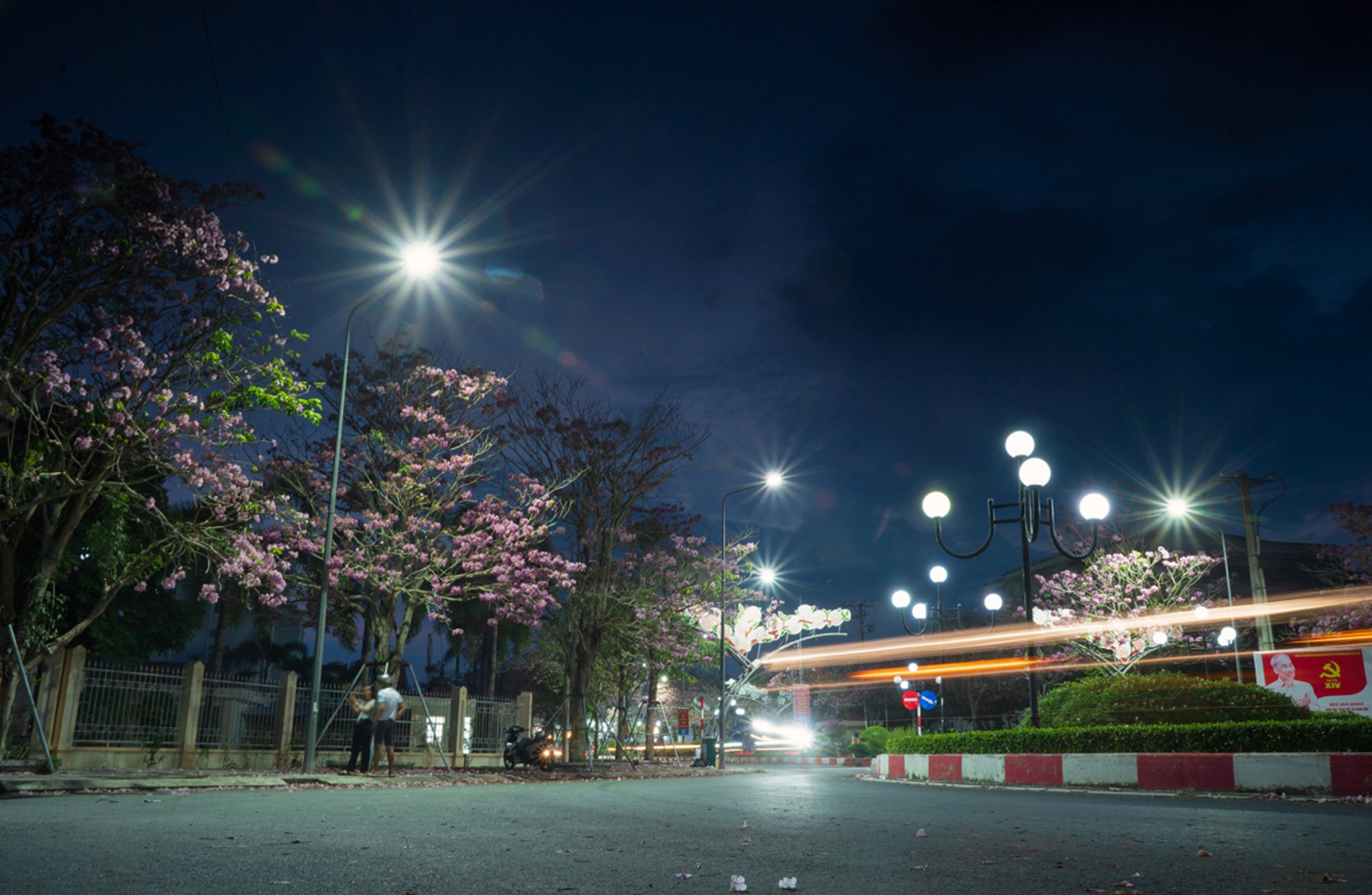 Kèn hồng khoe sắc, rực rỡ tháng 3 - Ảnh 11.