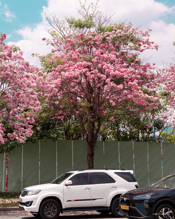 Kèn hồng khoe sắc, rực rỡ tháng 3 - Ảnh 3.