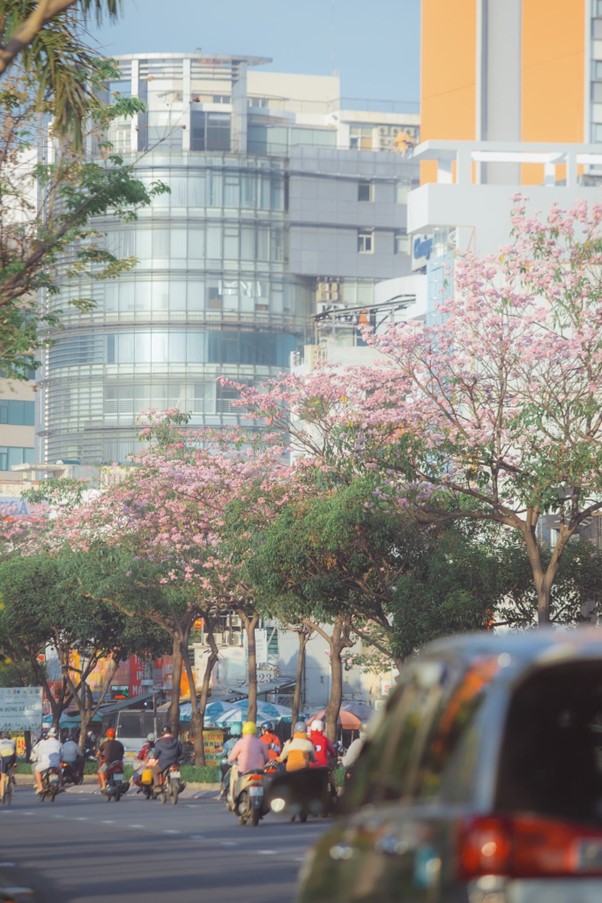 Kèn hồng khoe sắc, rực rỡ tháng 3 - Ảnh 8.