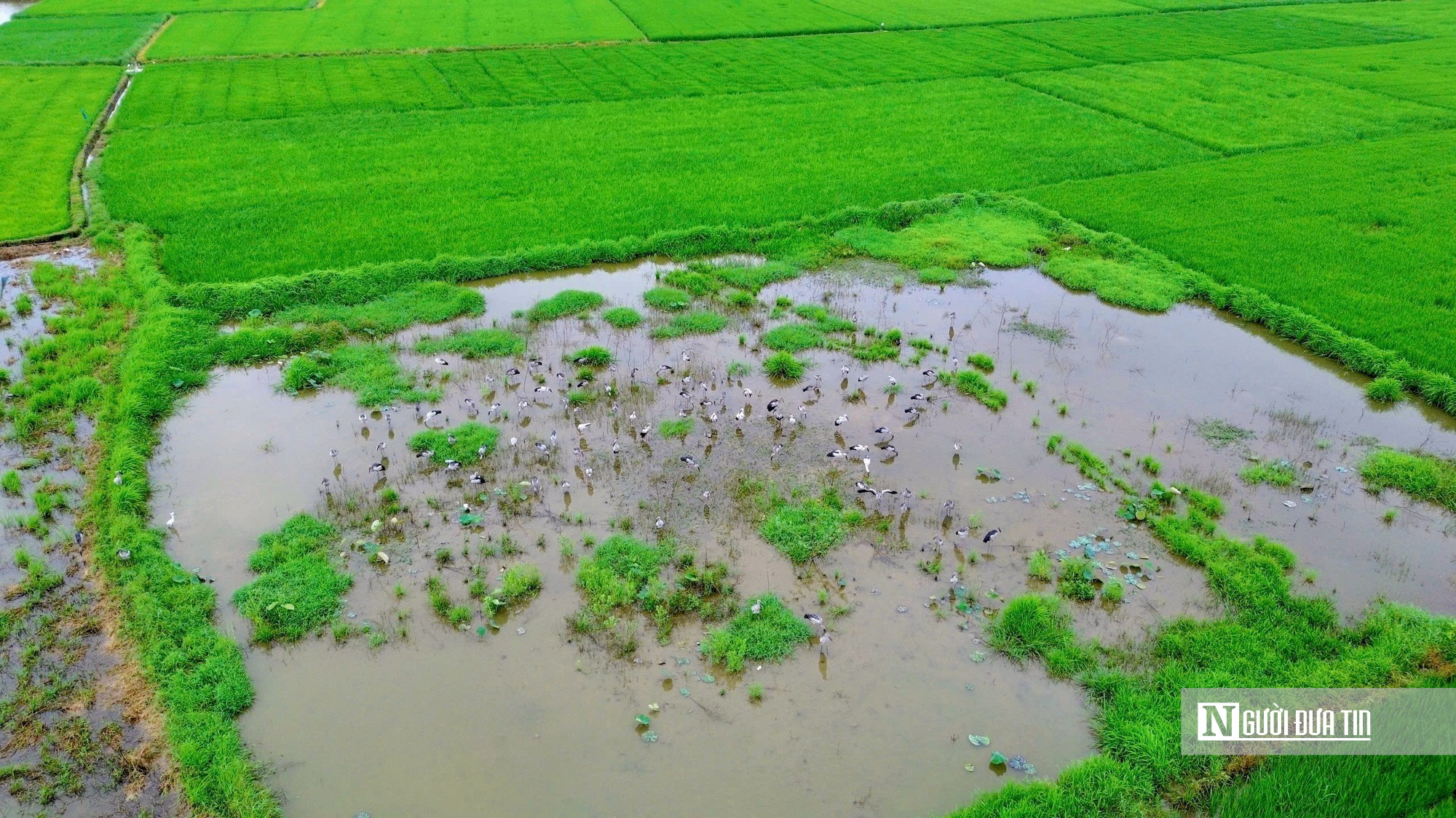 Cận cảnh đàn chim quý xuất hiện tại cánh đồng ở Huế- Ảnh 1. Cận cảnh đàn chim quý xuất hiện tại cánh đồng ở Huế- Ảnh 1.