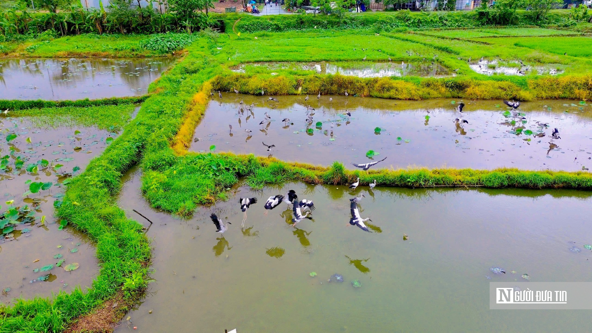 Cận cảnh đàn chim quý xuất hiện tại cánh đồng ở Huế- Ảnh 2. Cận cảnh đàn chim quý xuất hiện tại cánh đồng ở Huế- Ảnh 2.